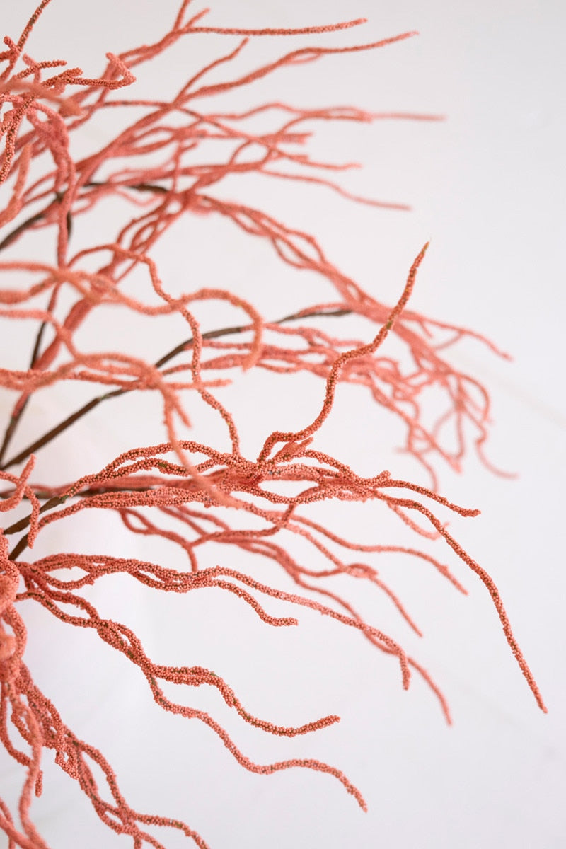 Close-up of red seaweed on a white background