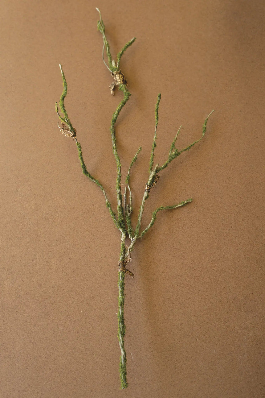 A single dried botanical stem with branching greenish-brown twigs and small tan seed or resin-like nodes, photographed upright on a plain warm brown background.
