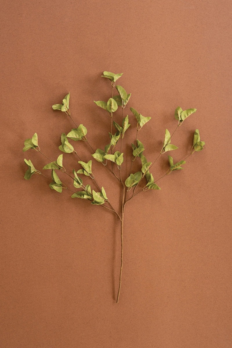 Botanica #9035 (Box of 6)