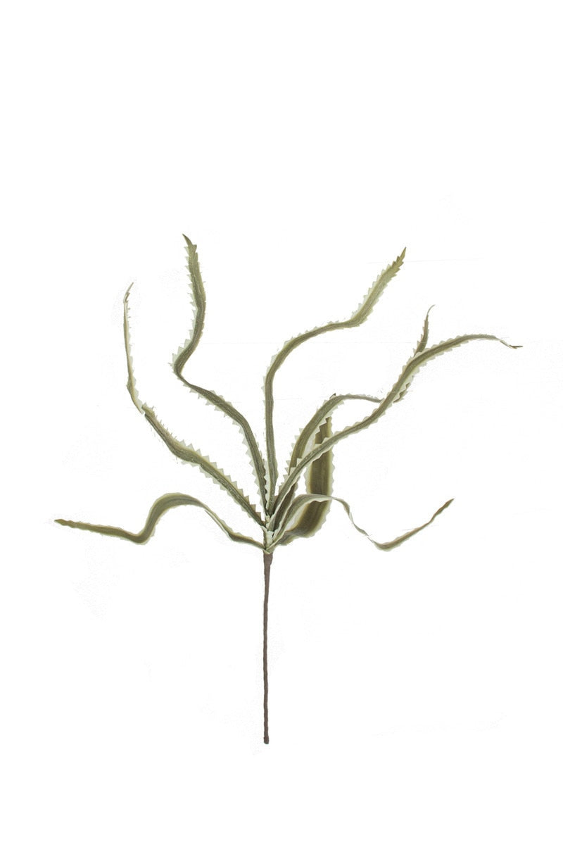 Botanica #3656 (Box of 6)