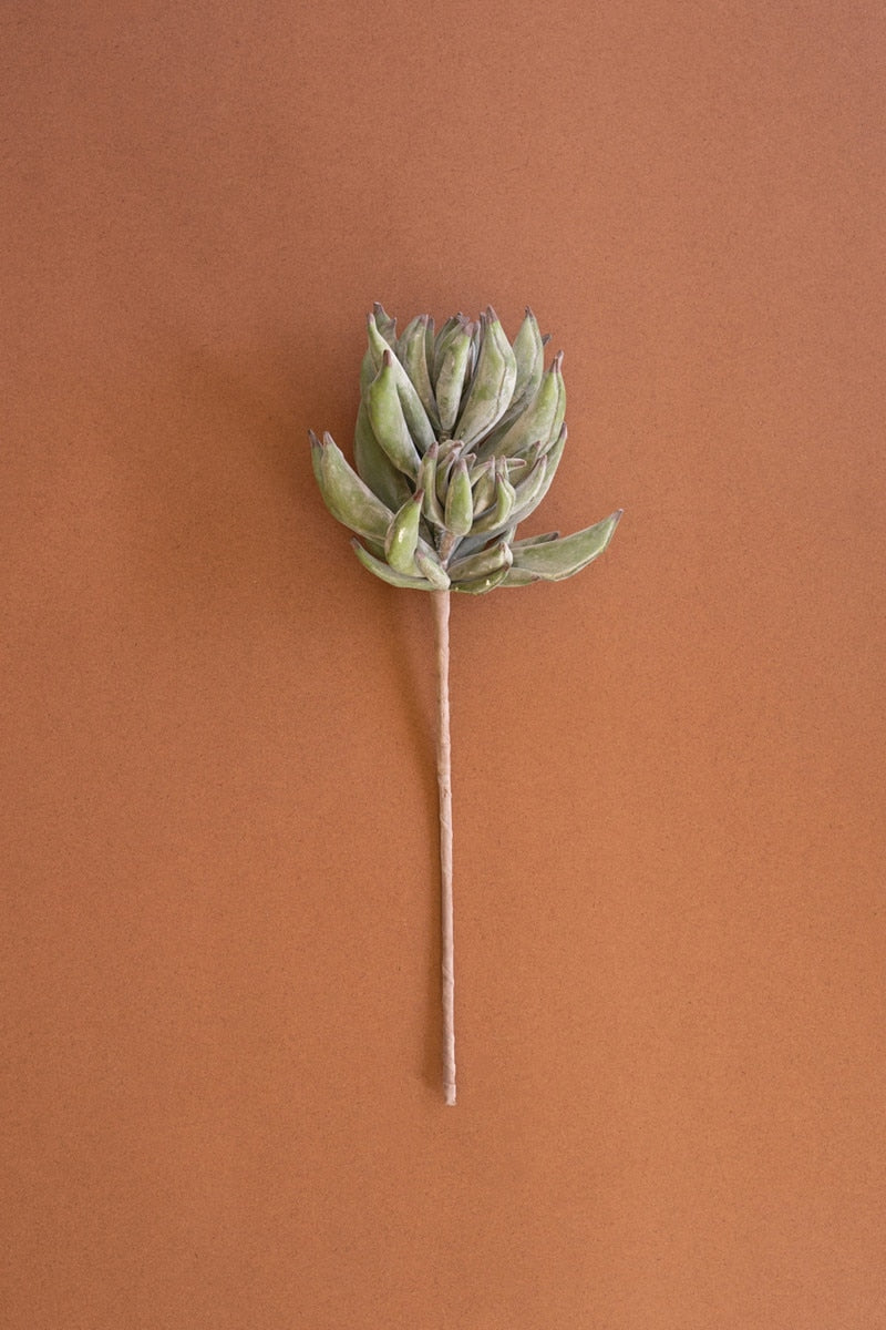 A single dried succulent stem with clustered pale green leaves, photographed vertically against a solid warm terracotta background.