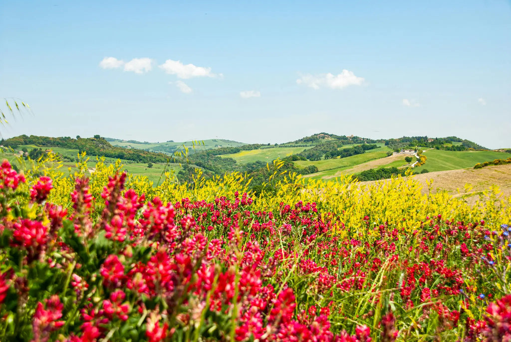 homepage header image - bright sunny rolling hills landscape starting with red then yellow blossoms then green meadows further out