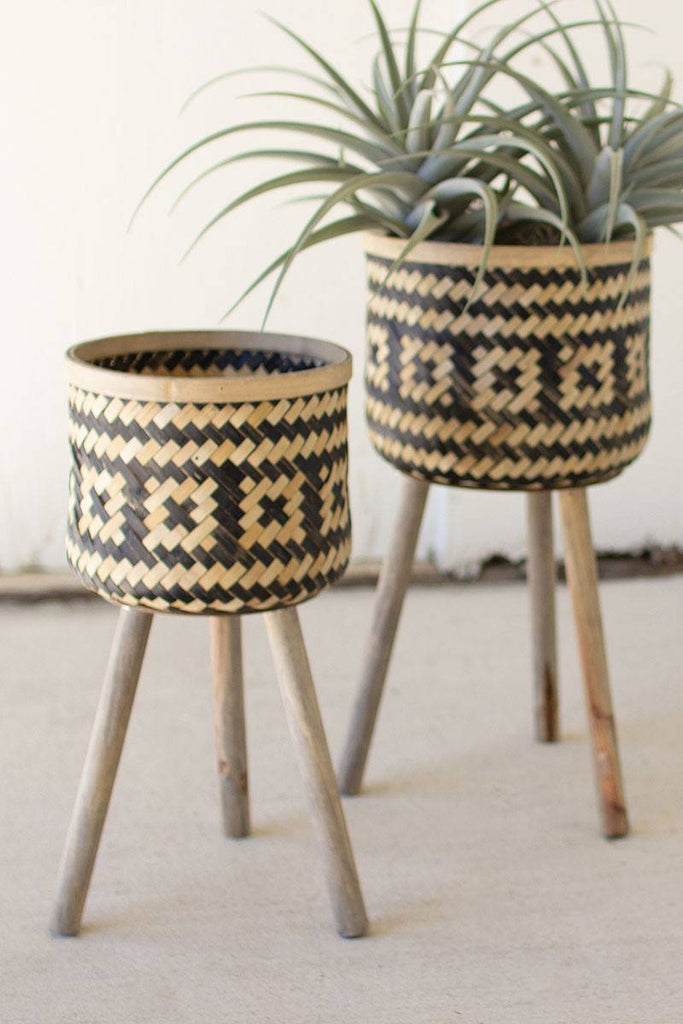 close up of bamboo plant stands