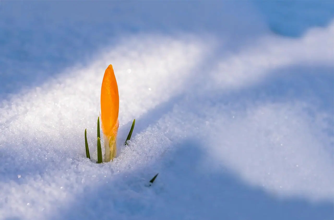 Welcome the Spring Equinox: A Season of Renewal and Awakening