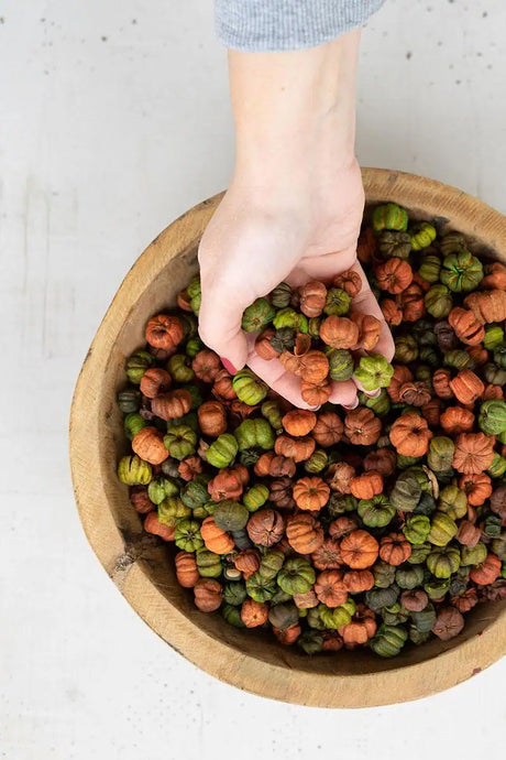 wooden bowl filled with putka pods also showing woman's hand scooped putka pods in her palm