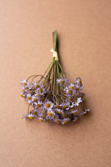 Chamomile Bundle (6 Stems) - Lavender (Box of 6)