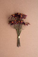 Chamomile Bundle (6 Stems) – Burgundy (Box of 6)