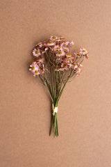Chamomile Bundle (6 Stems) - Blush (Box of 6)