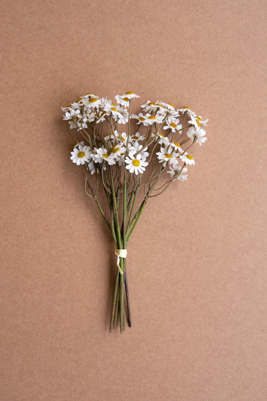 Chamomile Bundle (6 Stems) - White (Box of 6)