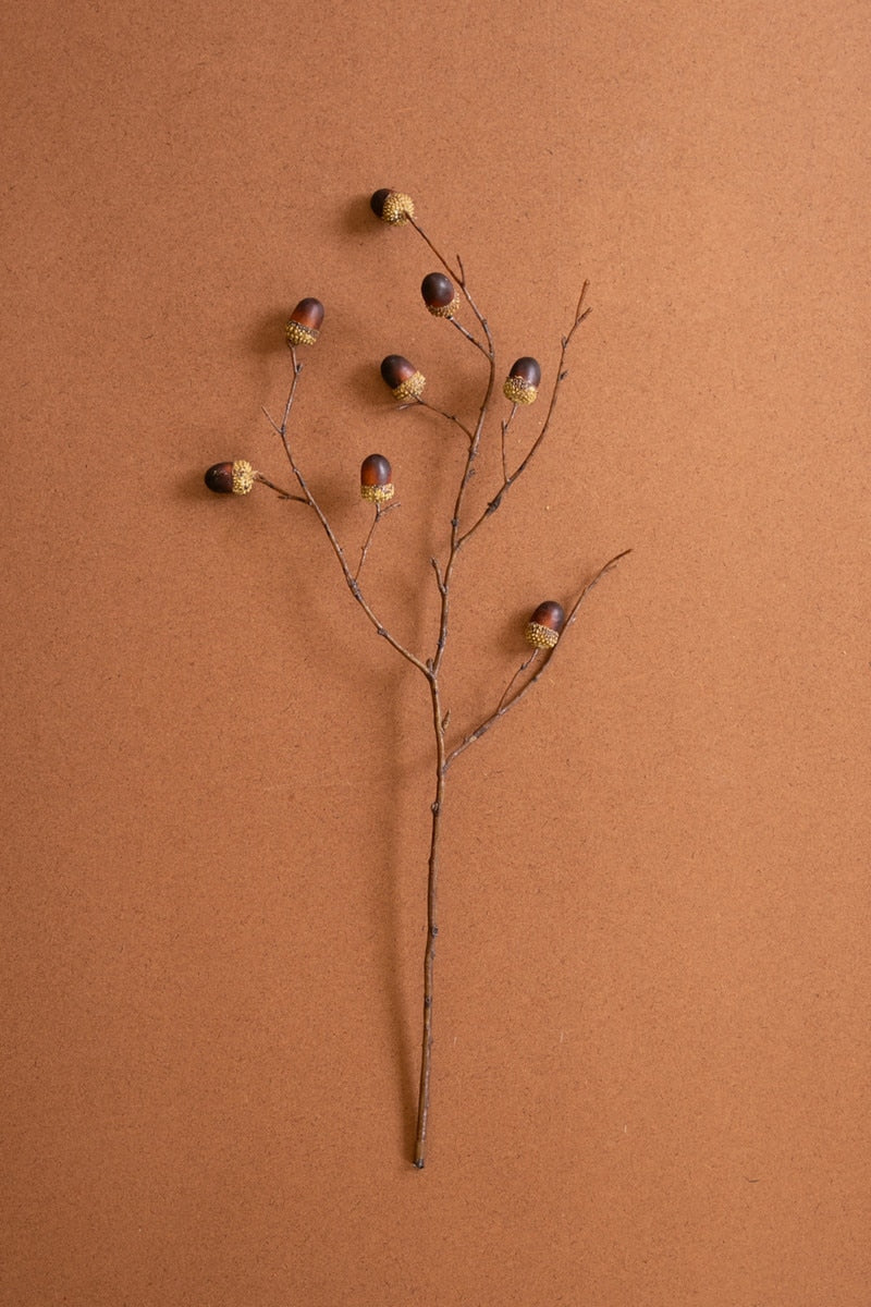 Acorn spray - dried botanical stem with several small acorns, arranged on a warm brown textured background