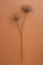 Artificial botanical spider branch stem with feathery, branching tops arranged vertically against a solid terracotta background