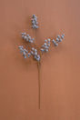 Dried plant branch with small gray buds on a brown background