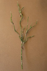 A single dried botanical stem with branching greenish-brown twigs and small tan seed or resin-like nodes, photographed upright on a plain warm brown background.