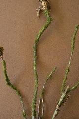 Green mossy branches with small dried brown leaves arranged on a plain brown background.