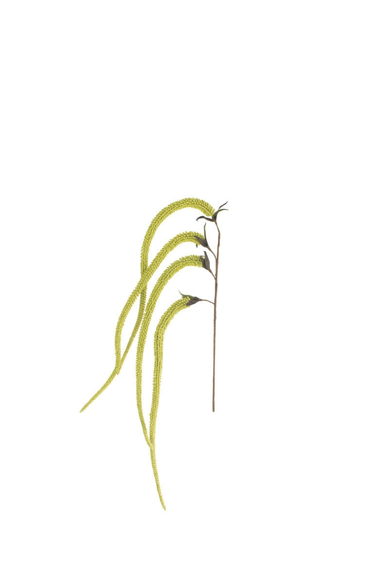 Illustration of a plant with long, thin leaves on a white background