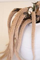 Botanica #9031 (Box of 6)