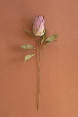 A single dried protea flower with a pale pink and cream bud, green leaves, and a long brown stem, photographed against a solid terracotta background.
