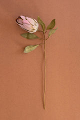 Botanica #9032 (Box of 6)