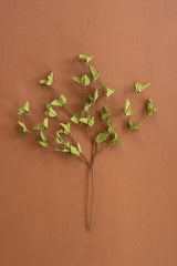 Botanica #9035 (Box of 6)
