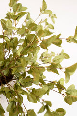 Botanica #9035 (Box of 6)
