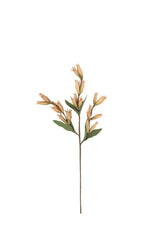 Botanica #9039 (Box of 6)
