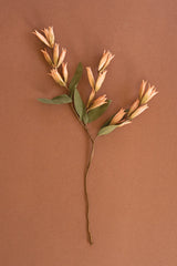 Botanica #9039 (Box of 6)