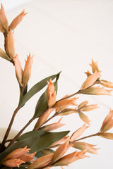 Botanica #9039 (Box of 6)