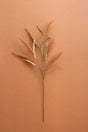 A single dried ornamental grass stem with tan seed cones and muted green leaves, centered on a warm terracotta background.