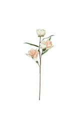 Botanica #3573 (Box of 6)