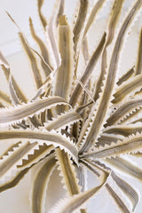 Botanica #3656 (Box of 6)