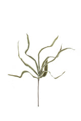 Botanica #3656 (Box of 6)