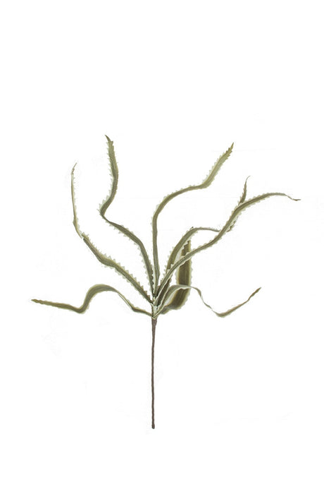 Botanica #3656 (Box of 6)