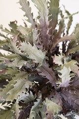 Botanica #3658 (Box of 6)