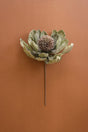 A dried protea flower stem with muted green-gray leaves and a brown textured center, displayed against a solid terracotta background.