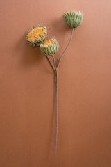 Three dried thistle flower heads on a single long stem, arranged against a solid warm terracotta background.