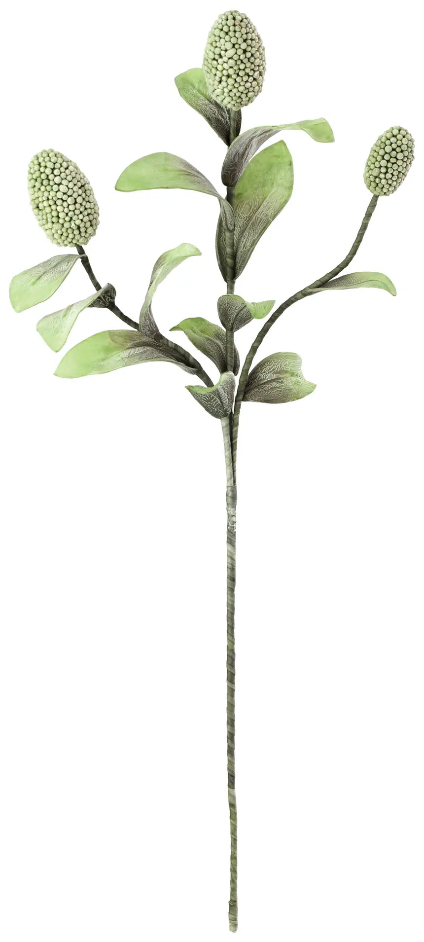 Botanica #2065 (Box of 6)