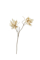 Two dried cream-colored flowers on thin brown stems, isolated on a solid white background.