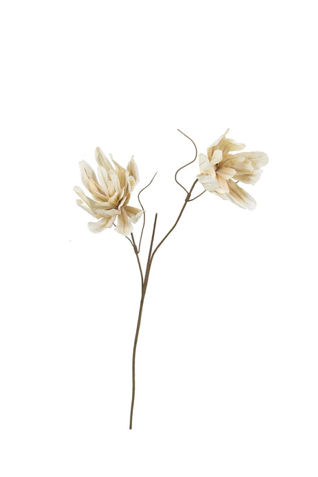 Two dried cream-colored flowers on thin brown stems, isolated on a solid white background.