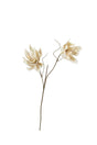 Two dried cream-colored flowers on thin brown stems, isolated on a solid white background.