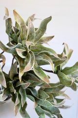 Close-up of a succulent plant with a white background