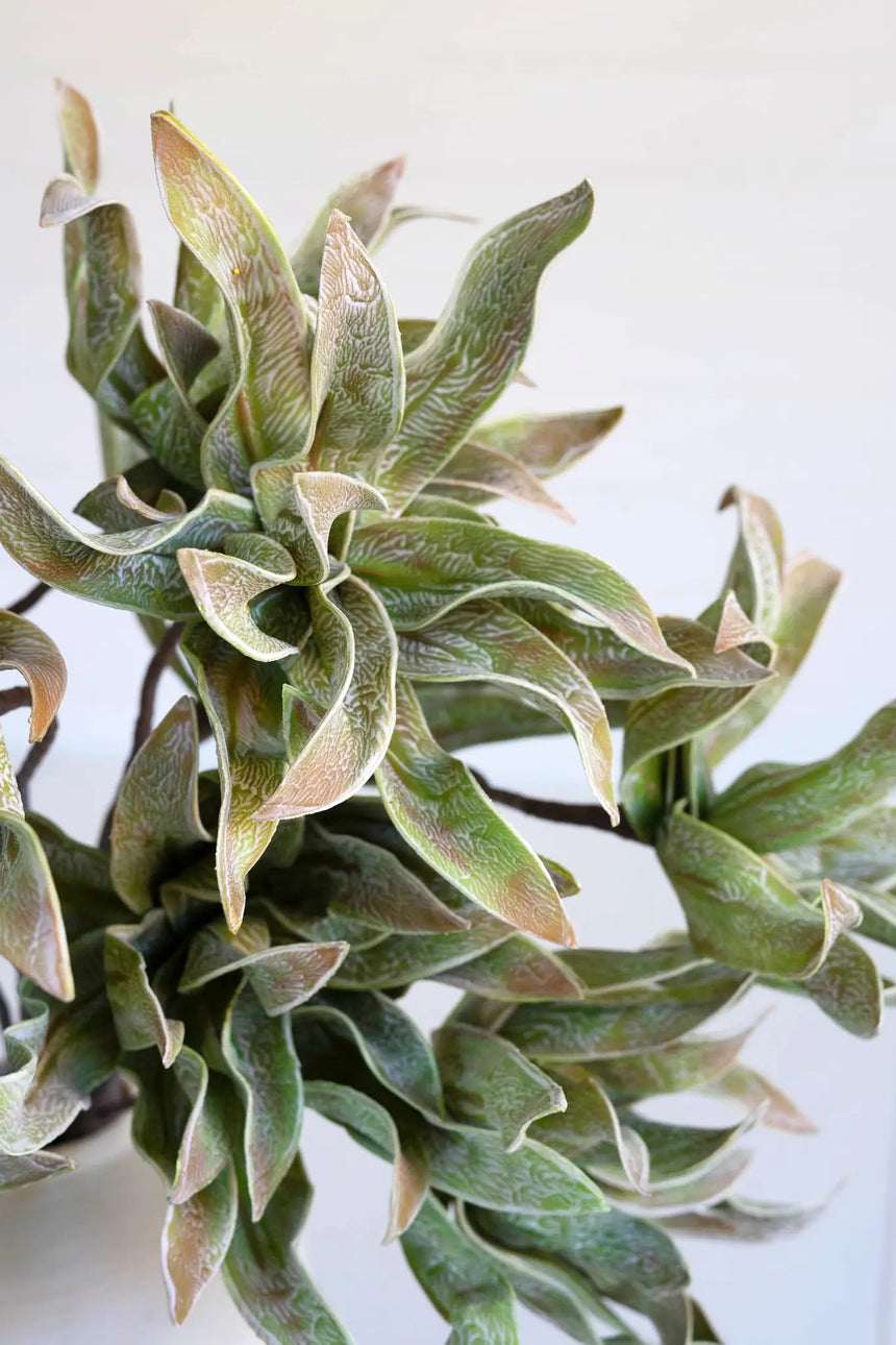 Close-up of a succulent plant with a white background