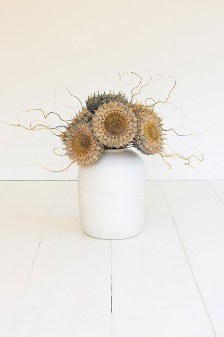 White vase with sunflower-like dried flowers on a white background