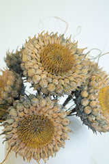 Dried sunflower heads on a white background