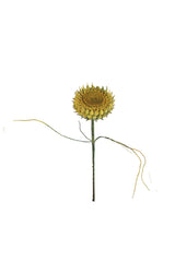 Botanica #2771 (Box of 6)