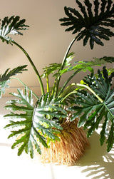 A potted artificial Philodendron plant with large, deeply lobed green leaves, planted in a natural tan coir basket pot, set against a plain beige wall with soft sunlight and leaf shadows.