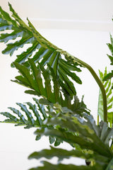 Close-up of a green leafy faux philodendron with large, deeply lobed fronds against a plain white background.