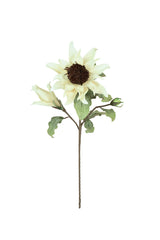 Botanica #2797 (Box of 6)
