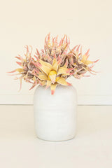 A decorative succulent arrangement with pale yellow and pink variegated leaves, displayed in a matte white ceramic vase against a clean off-white background.
