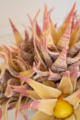 Close-up of a faux succulent plant with pink and yellow hues on a light background