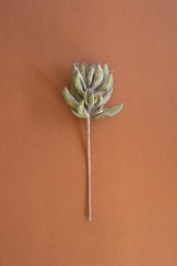 A single dried succulent stem with clustered pale green leaves, photographed vertically against a solid warm terracotta background.